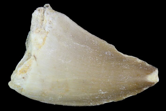 Mosasaur (Prognathodon) Tooth - Morocco #101033